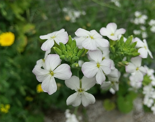 DSC_2255.JPG
