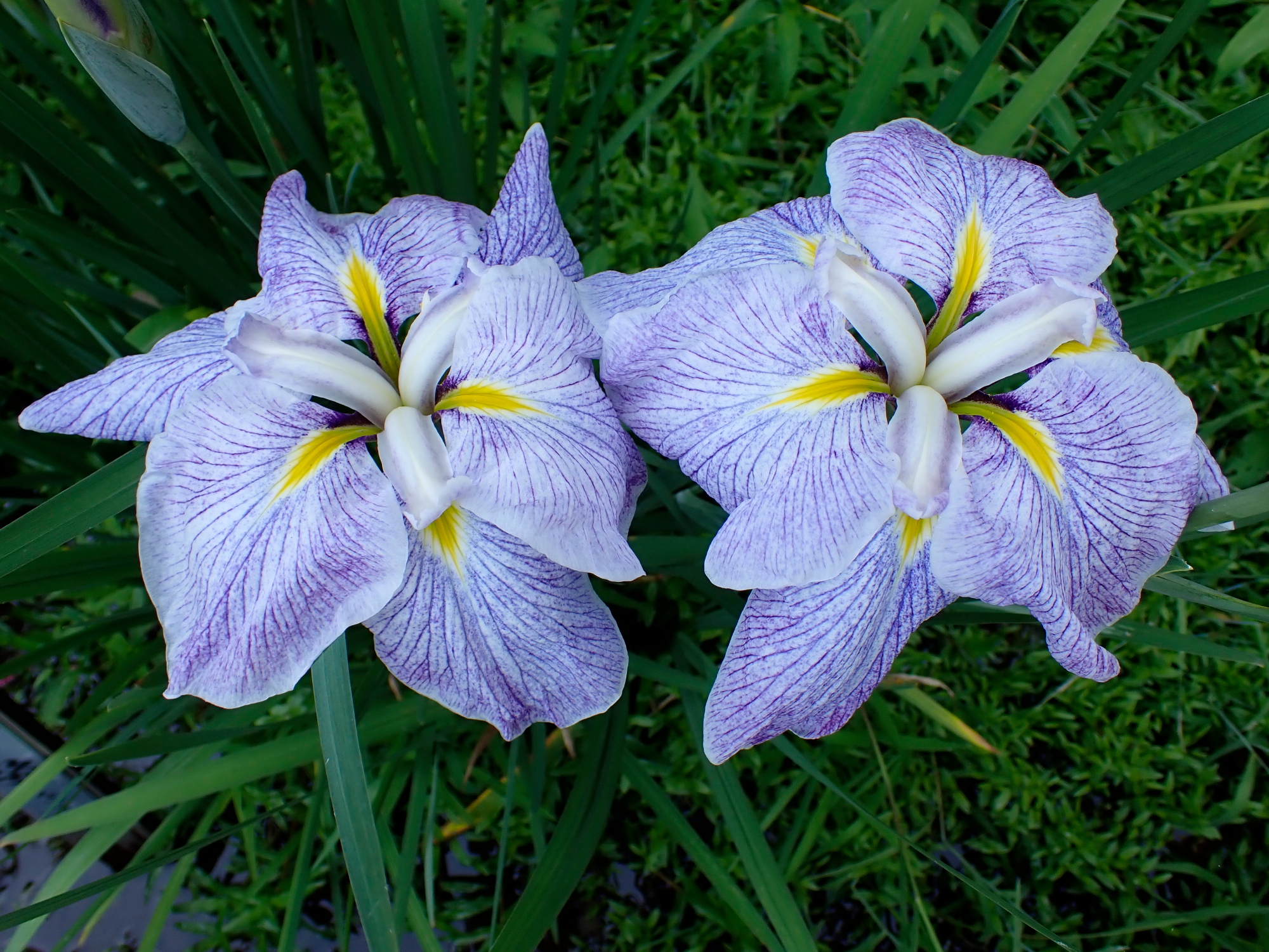 _6070042.JPG