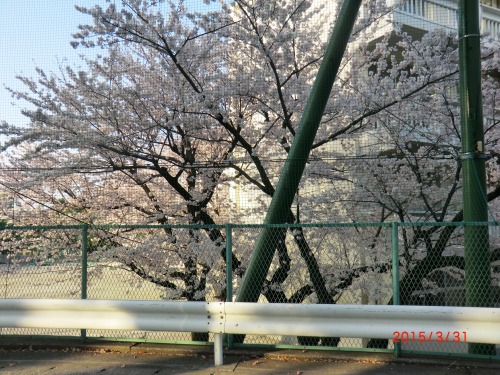 １５－４－１青葉台桜 004.JPG