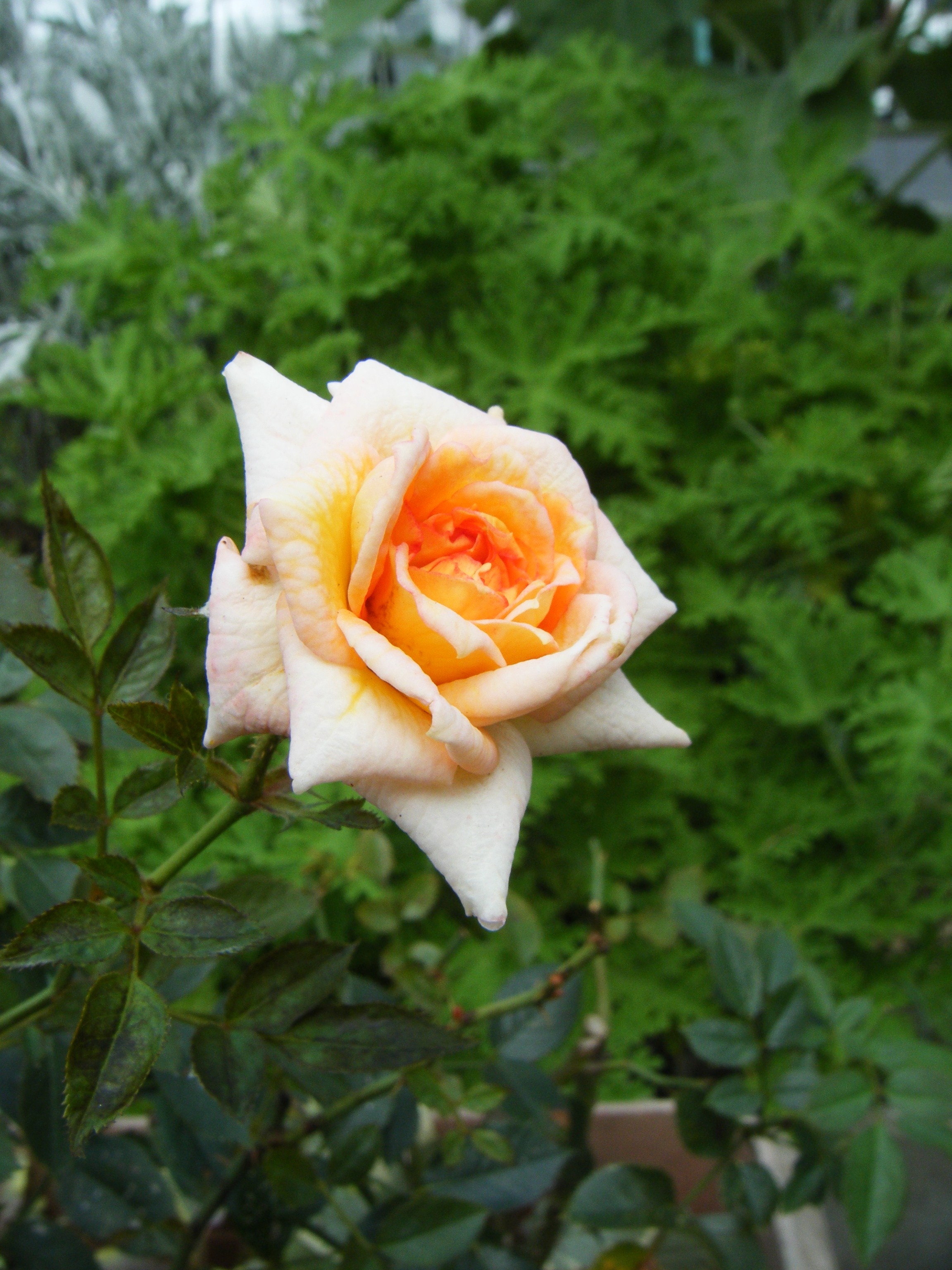 DSCF0583.jpg