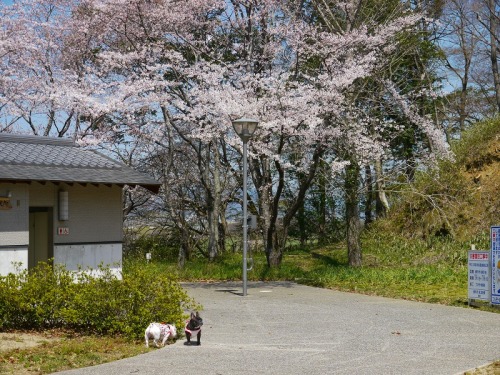 城山公園で散歩3.jpg