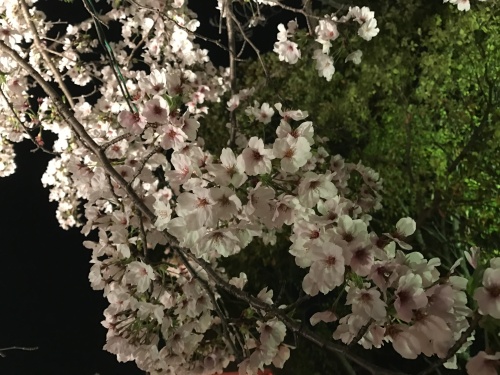 夜桜　3