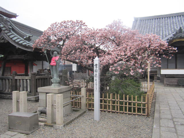 寒桜