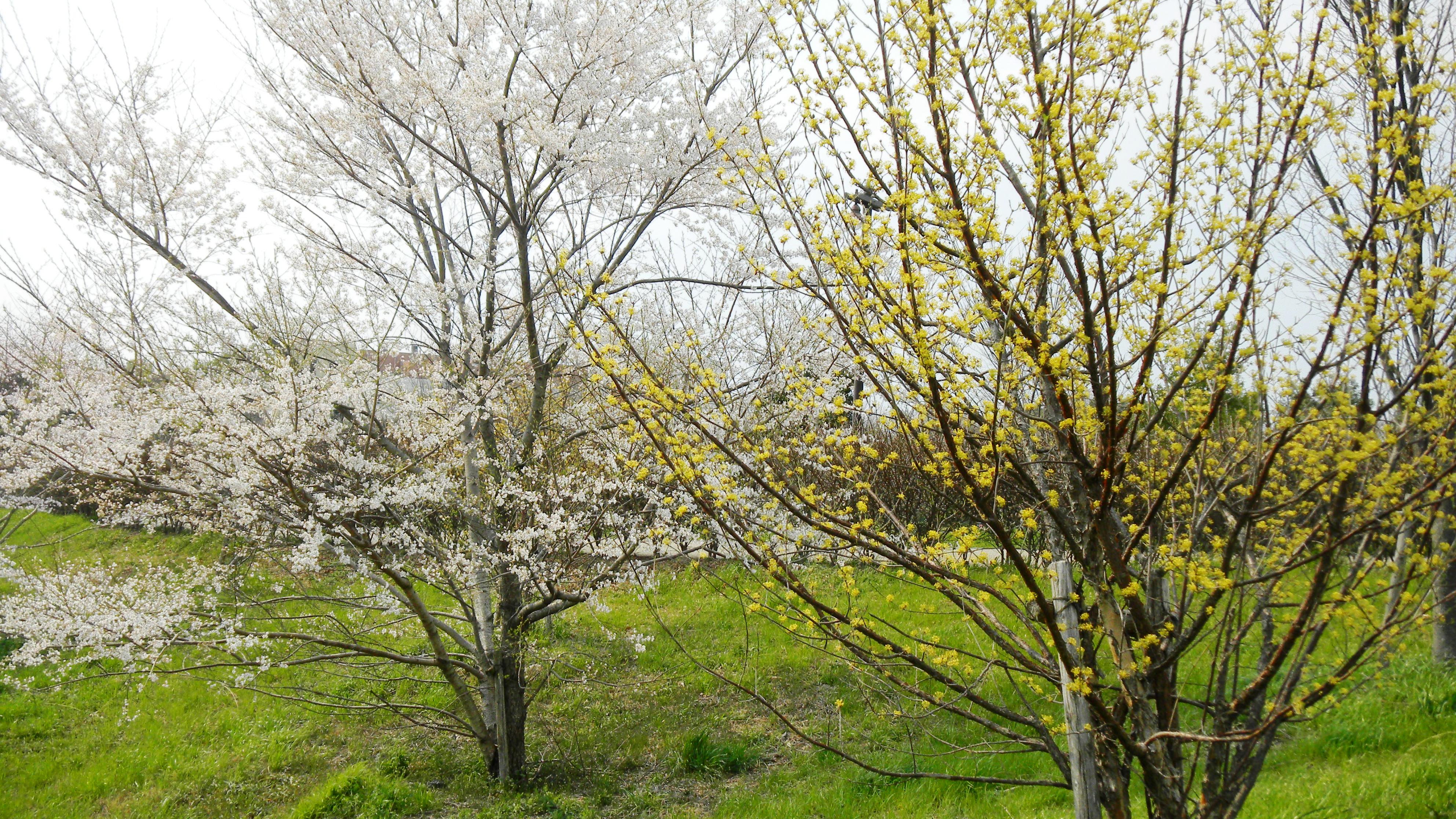 サンシュユと桜のコラボ.JPG