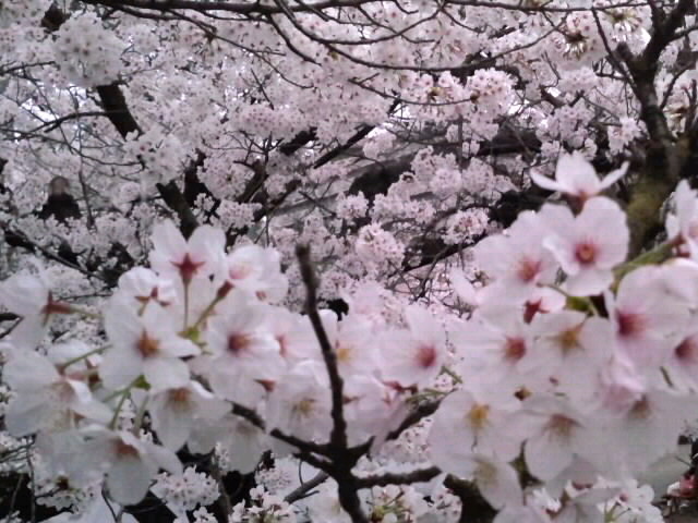 びっしり手毬桜2015