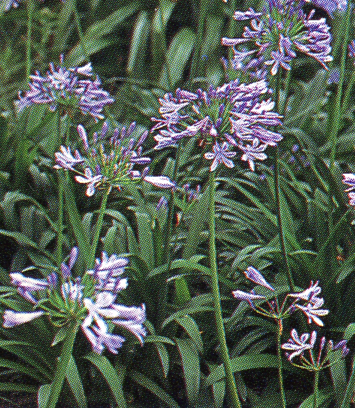 File0109.jpg