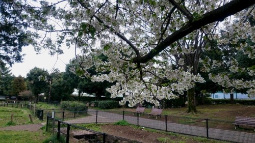 2016桜6.JPG