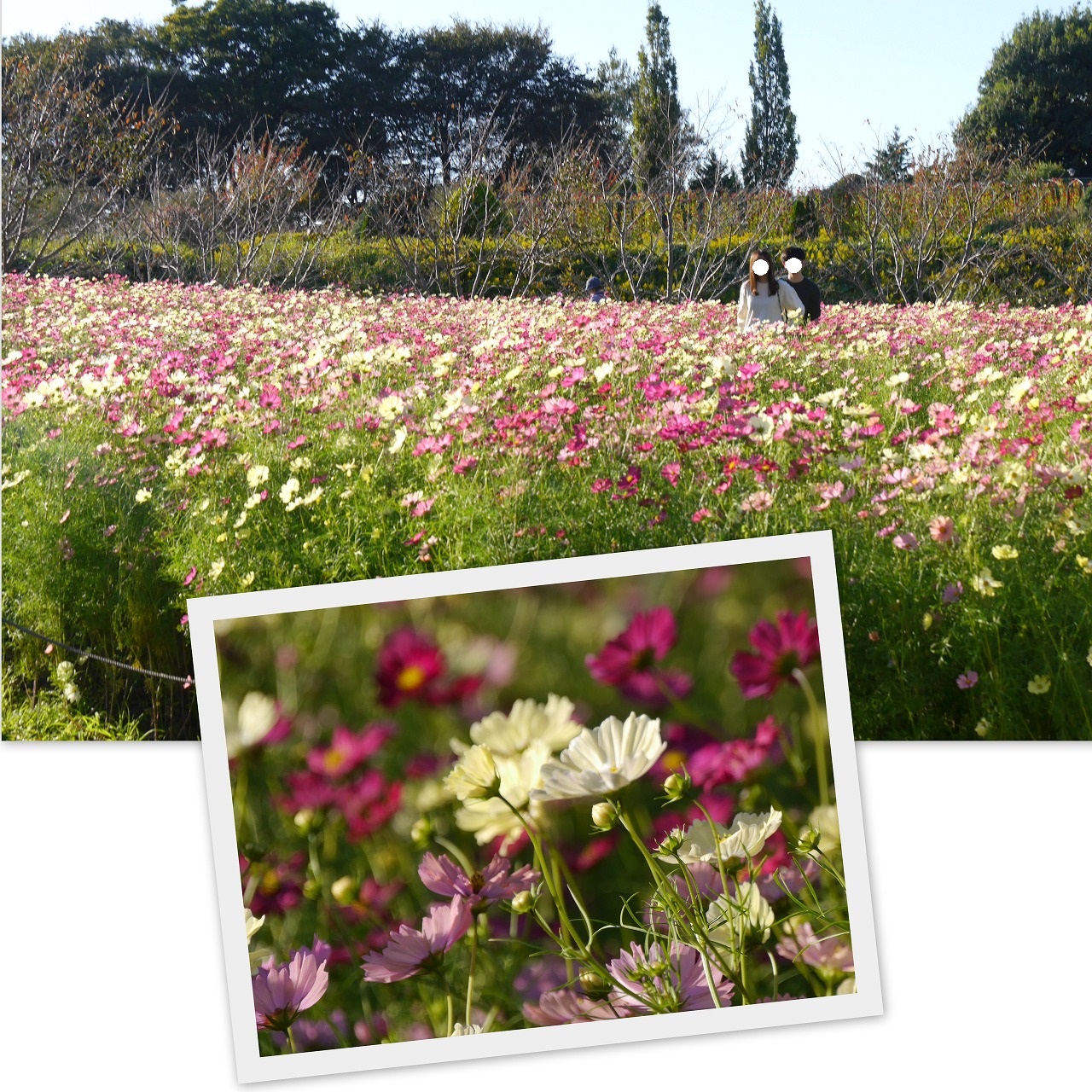 2023-10-26星野珈琲店とアンデルセン公園29.jpg