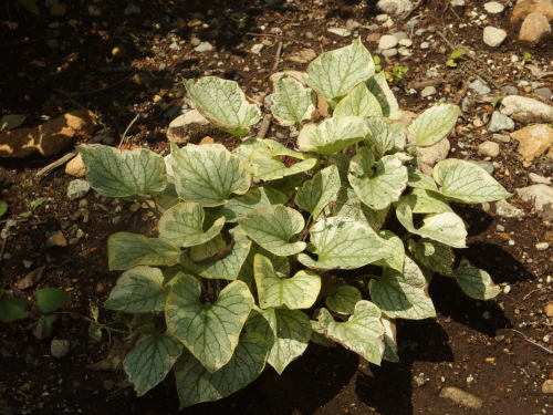 2015-06-10 12.44.22.jpg