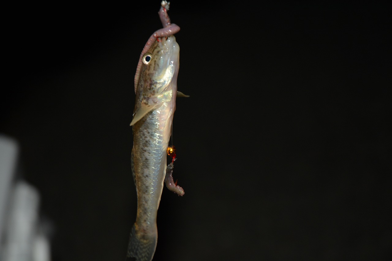 showPhoto (640×426)