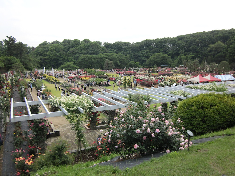 2014bara001.JPG