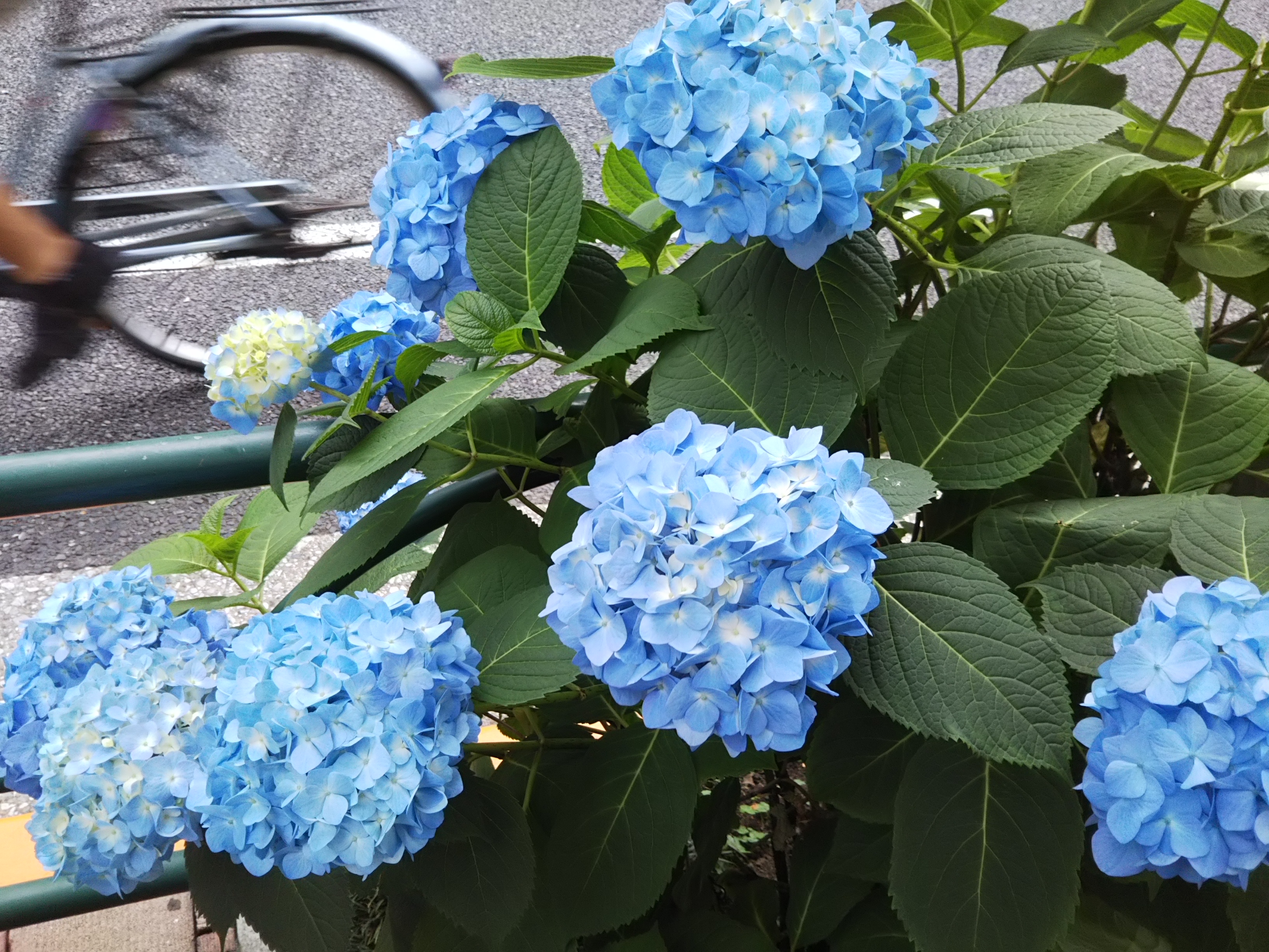 DSC_0404.JPG