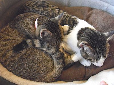 仲良くねんねのにゃんこ.JPG
