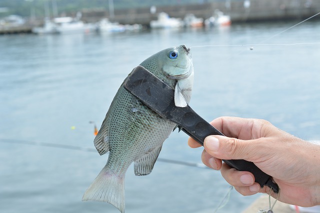 showPhoto (640×426)