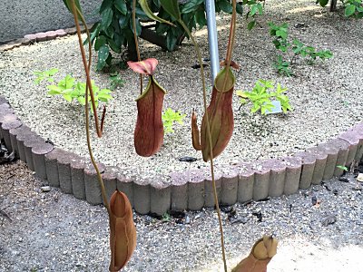 京都府立植物園N.ﾃﾞｨｴﾝﾃｨｺﾄ2.jpg