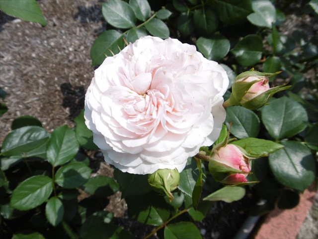 P1240758_R.JPG
