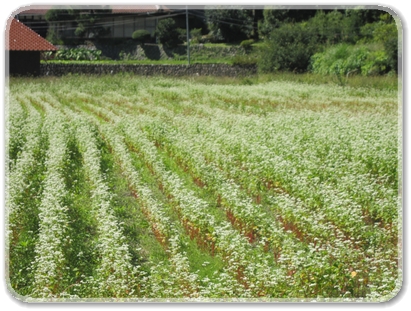 3163R50沿線風景（ソバの花）_3163.jpg