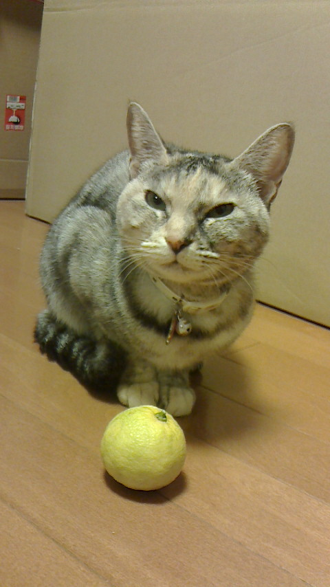 NEC_0281.JPG