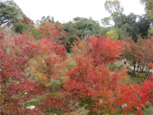 伏見稲荷 (14).jpg