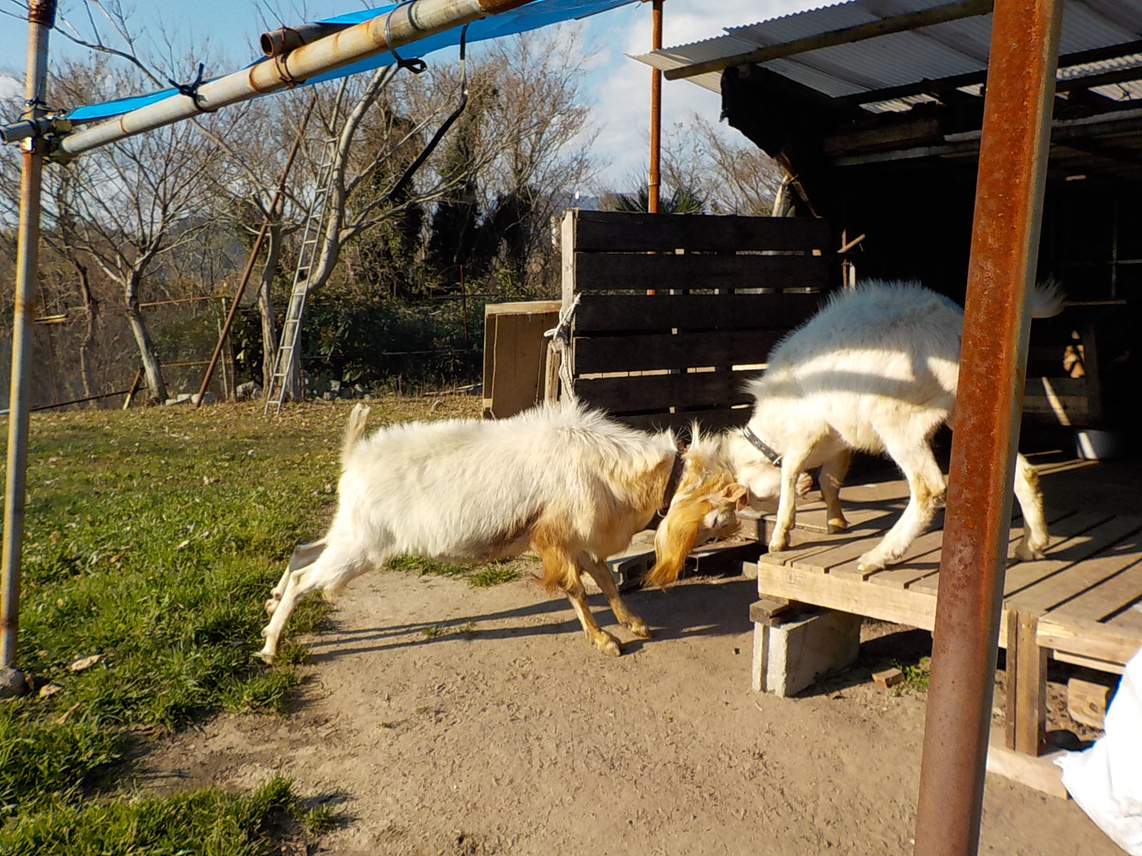 DSCN0732.JPG