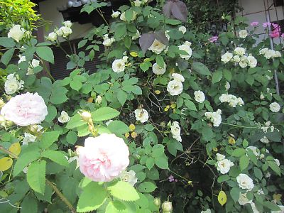 IMG_ri179.JPG