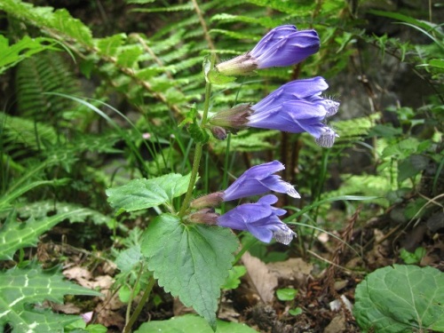 ラショウモンカズラの花 晩春 4月下旬 5月初め の高尾山での自然観察 その22 しろうと自然科学者の自然観察日記 楽天ブログ