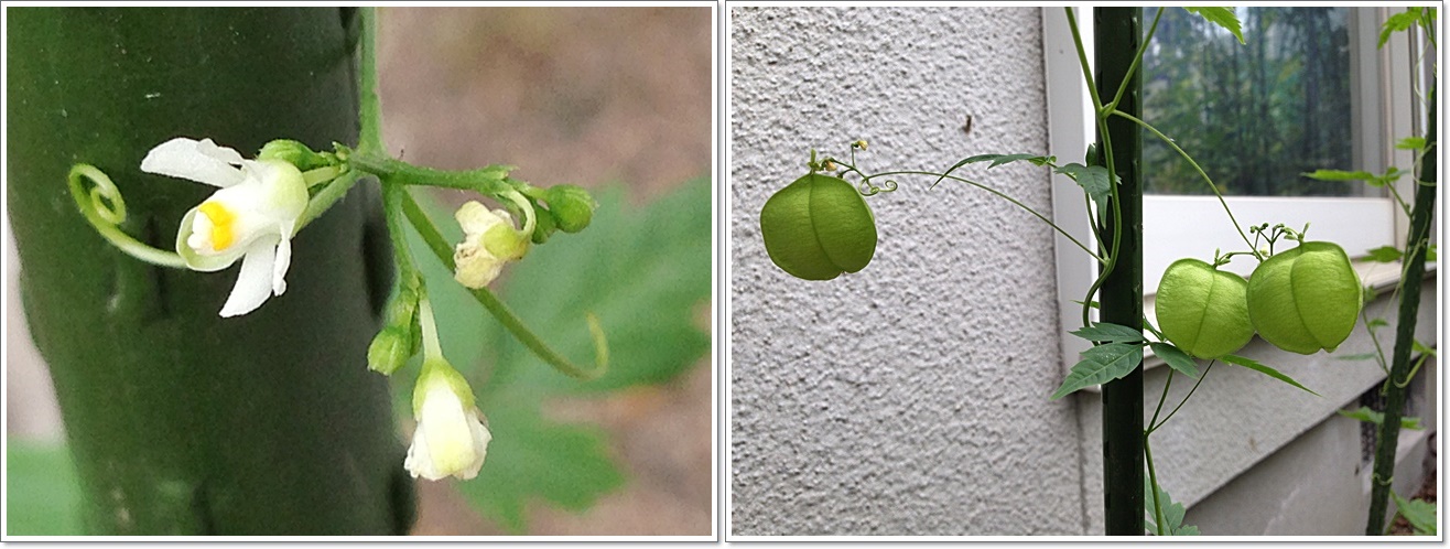 フウセンカズラの花と実2枚cats.jpg