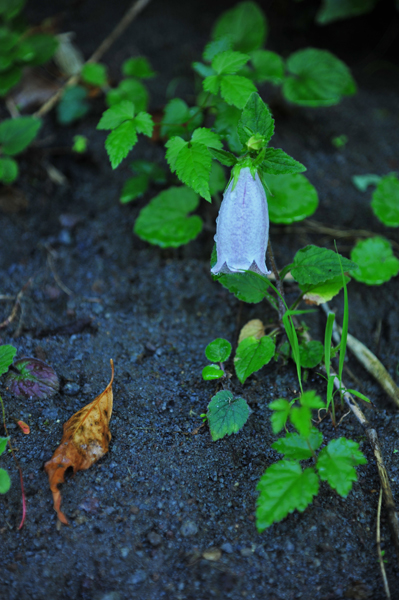 DSC_0696蛍袋.jpg