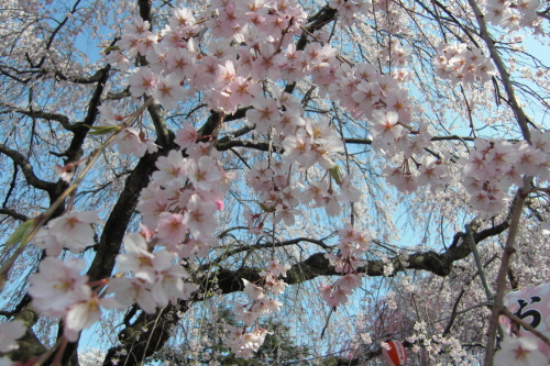 2015榴ヶ岡桜祭り (4).JPG