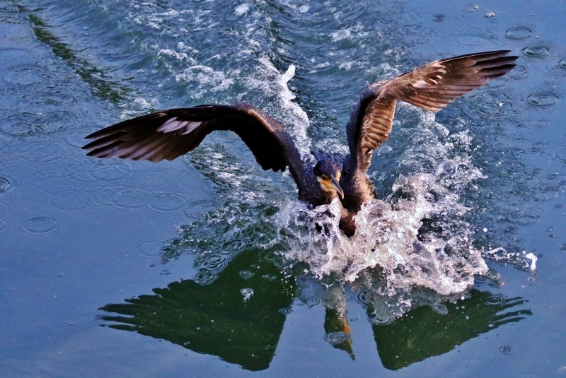 P95A0401 (800x535) (2).jpg