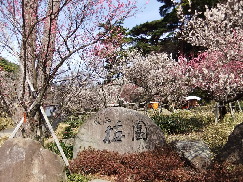 熱海梅園梅祭り１20130303.JPG