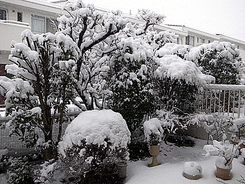 2月29日雪.jpg