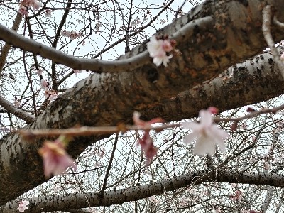 2月の桜2025.JPG