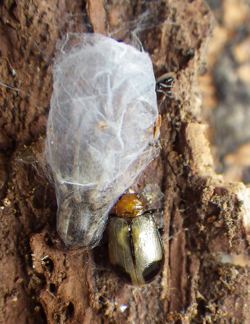 アトボシハムシ