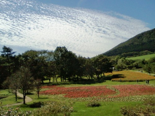 ヤクライガーデン2016年 (11).JPG