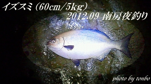 2012.09.13 南房夜のﾌｧｲﾀｰ　ｲｽﾞｽﾐ60cm 5kg-a.jpg