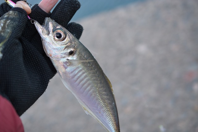 showPhoto (640×426)