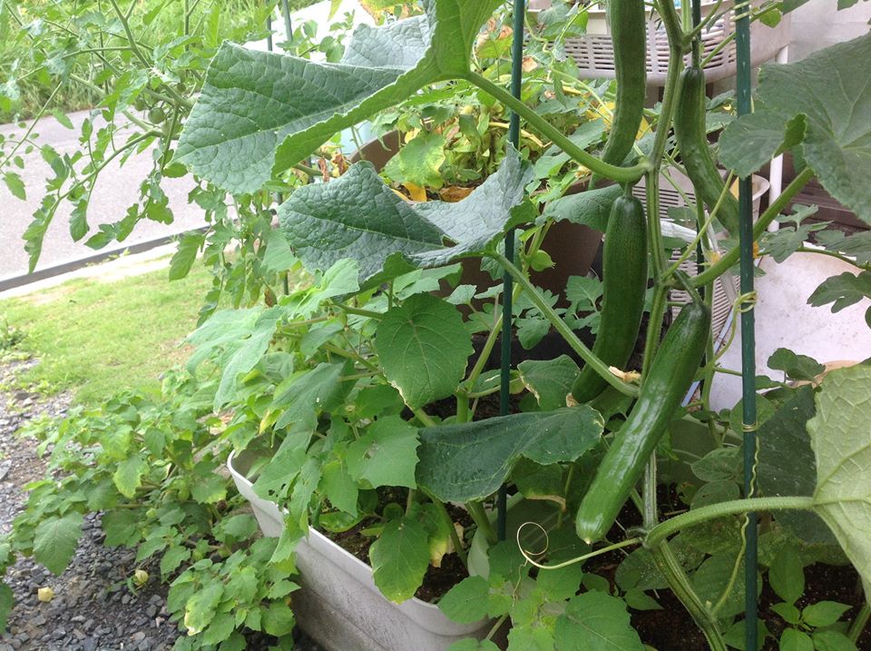 胡瓜　収穫です.jpg