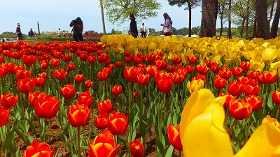 ひたち海浜公園 017.jpg