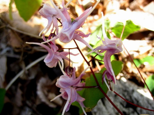 イカリソウの花 イカリソウの花言葉 旅立ち 人生の出発 は 船の碇を引き上げたような花の姿から船出をあらわすものだそうです 昭和記念公園での自然観察 その7 しろうと自然科学者の自然観察日記 楽天ブログ