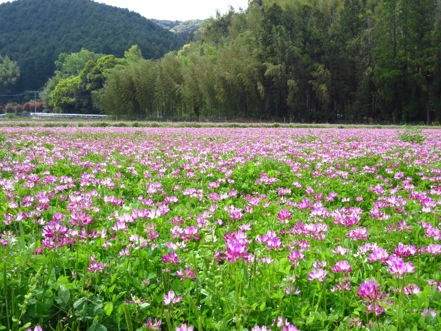 レンゲ畑（臼杵市末広）4219.jpg
