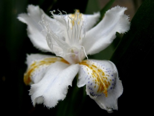 シャガの花 早春 3月中旬 2回目 の高尾山での自然観察 その5 しろうと自然科学者の自然観察日記 楽天ブログ