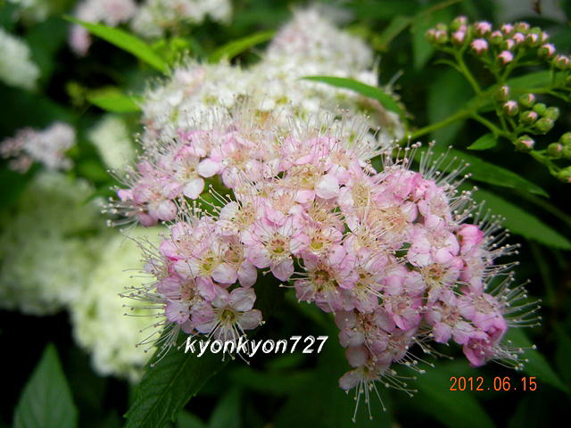 ゲンペイシモツケ3