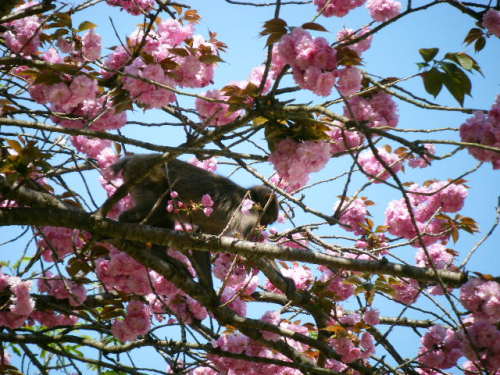 桜とサル  (3).JPG