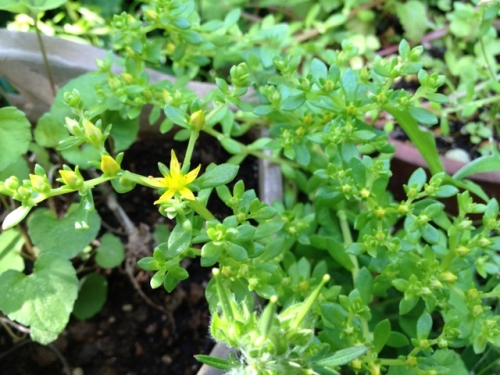 IMG_9288 (640x480).jpg