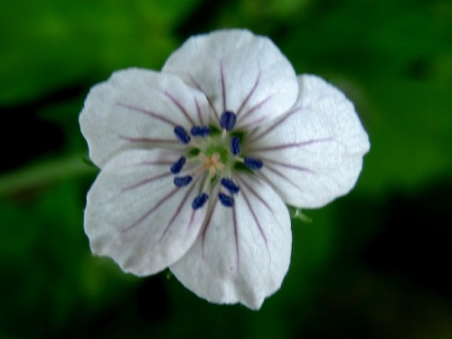 ゲンノショウコの花 那須高原での自然観察 その3 しろうと自然科学者の自然観察日記 楽天ブログ