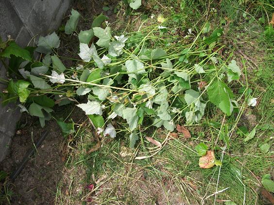 C:\fakepath\130617ブドウ.jpg