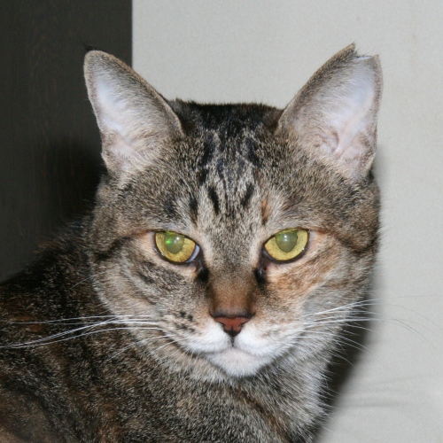 家族紹介用画像フォルダ