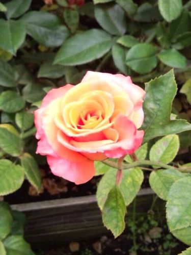 ピンクとオレンジの薔薇2018