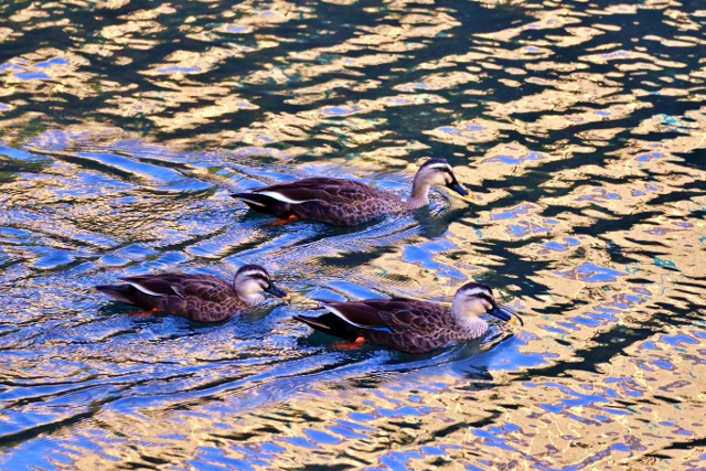 P95A2711 (640x427).jpg